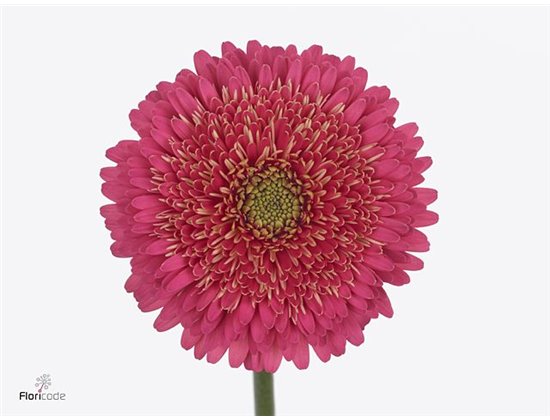 Mini Gerbera Pomponi Sweetness x20 c1817