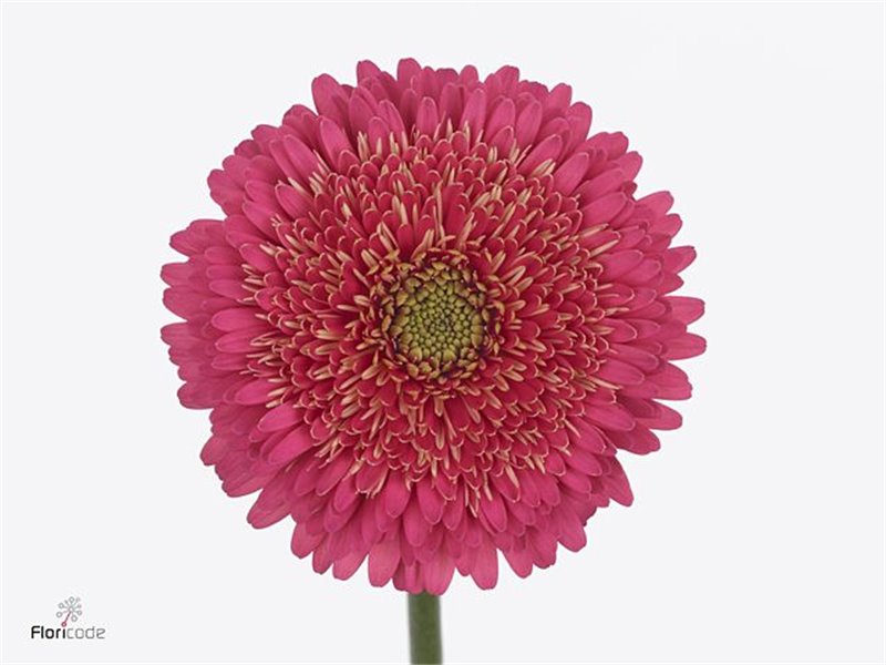 Mini Gerbera Pomponi Sweetness x20 c1817