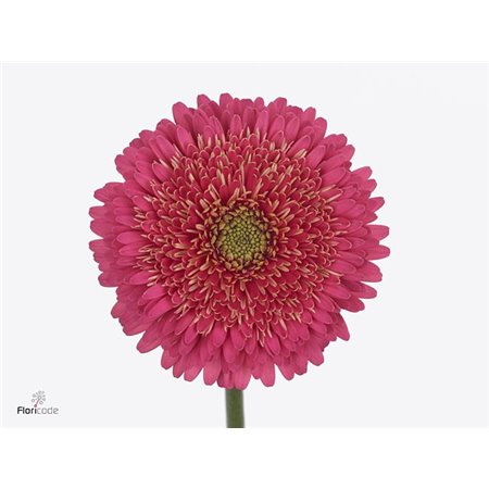 Mini Gerbera Pomponi Sweetness x20 c1817