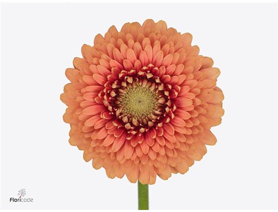 Mini Gerbera Pomponi Zenna M x20 c1818