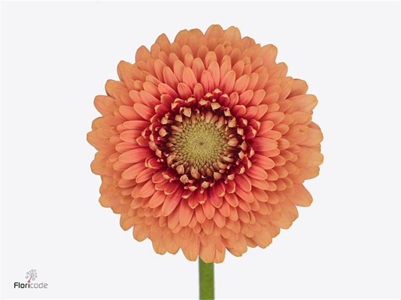 Mini Gerbera Pomponi Zenna M x20 c1818