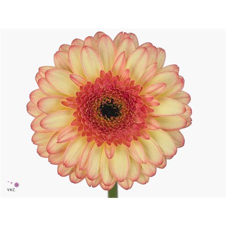 Mini Gerbera Prosecco x20 c1819