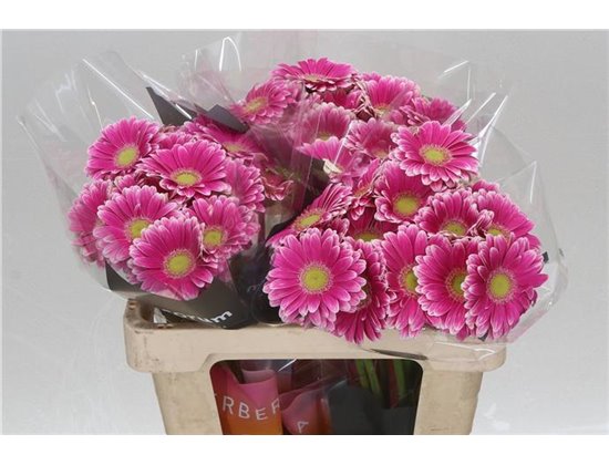 Mini Gerbera Sid x20 c1827