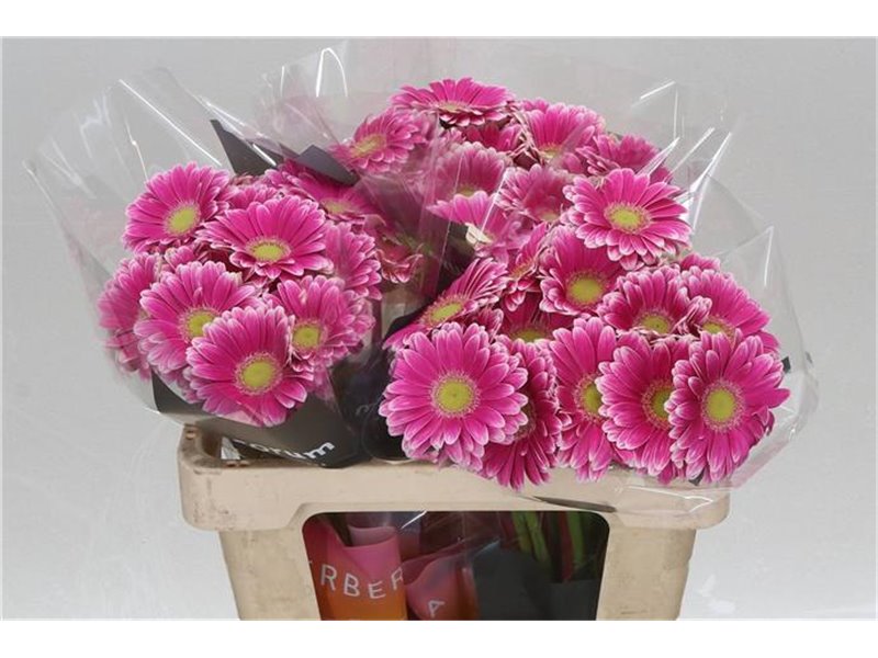 Mini Gerbera Sid x20 c1827