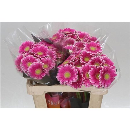 Mini Gerbera Sid x20 c1827
