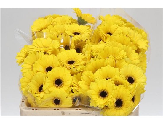 Mini Gerbera Sunshine x20 c1829