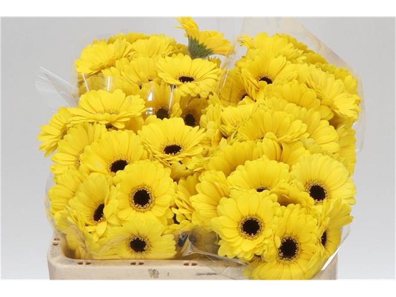 Mini Gerbera Sunshine x20 c1829