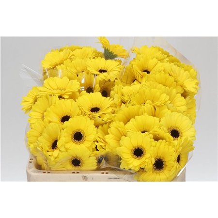 Mini Gerbera Sunshine x20 c1829