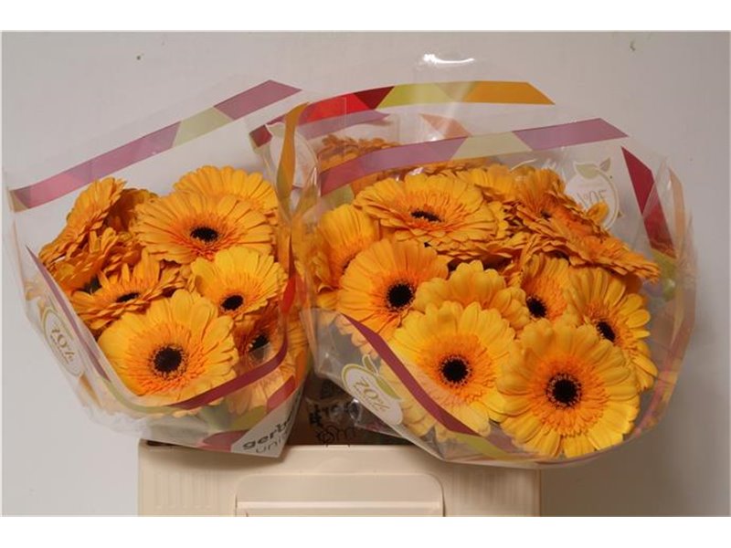 Mini Gerbera Tompouce x20 c1831