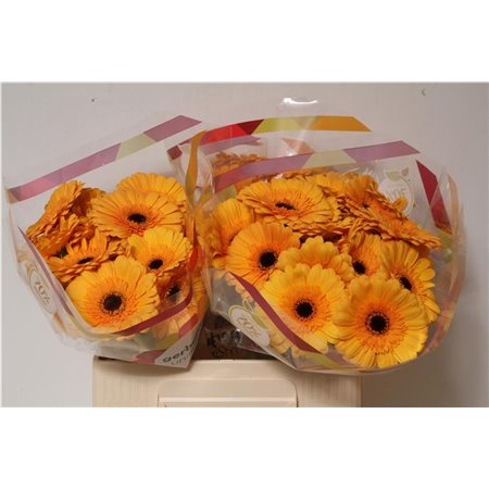 Mini Gerbera Tompouce x20 c1831