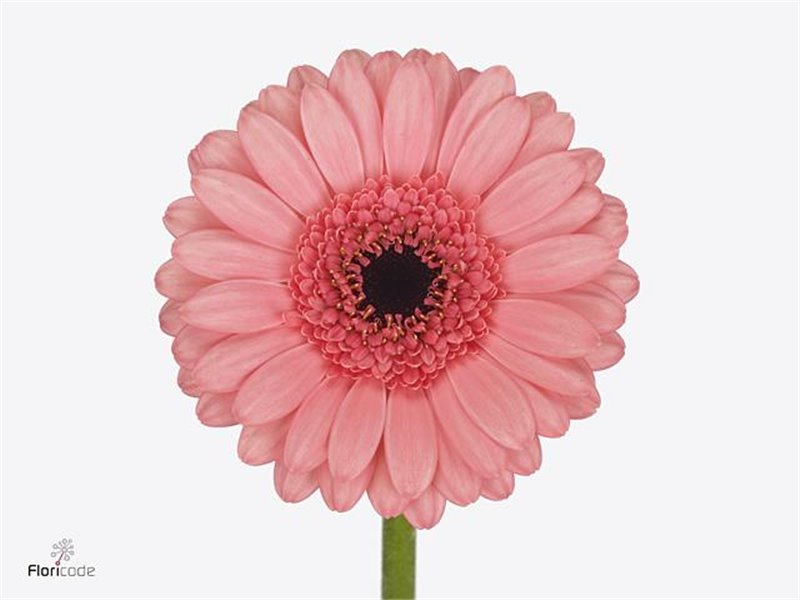 Mini Gerbera Tweety x20 c1832