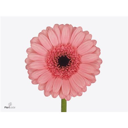 Mini Gerbera Vidal x20 c1833