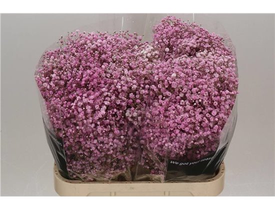 Gipsofila Dyed Antique Pink c1875