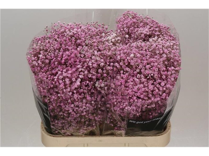 Gipsofila Dyed Antique Pink c1875