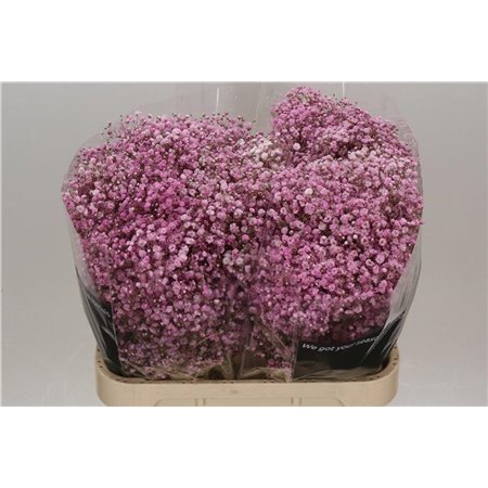 Gipsofila Dyed Antique Pink c1875