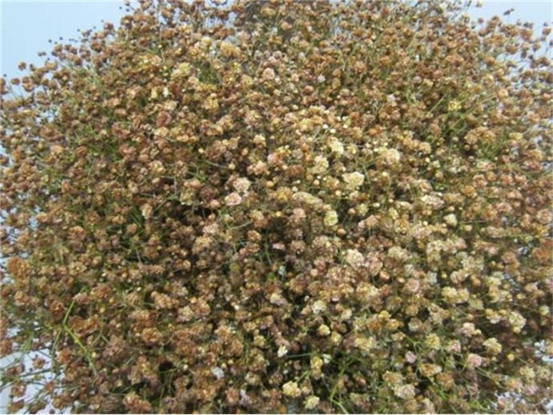 Gipsofila Dyed Brownie c1881