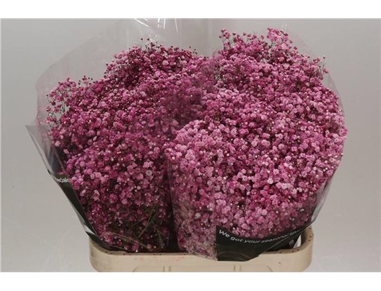 Gipsofila Dyed Burgundy c1882