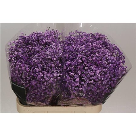 Gipsofila Dyed Cassis c1884
