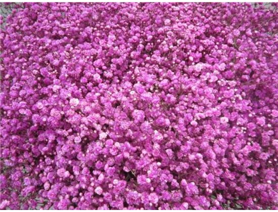 Gipsofila Dyed Cerise c1885