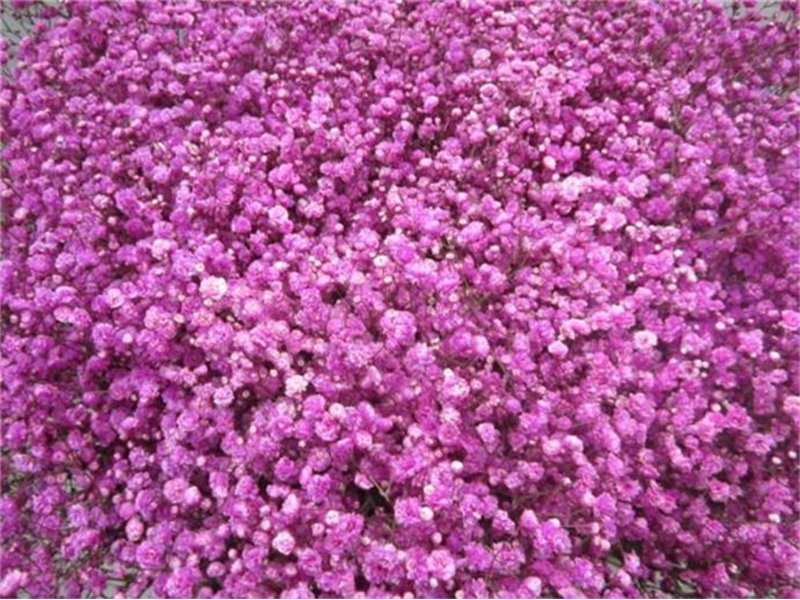 Gipsofila Dyed Cerise c1885