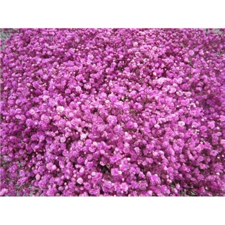 Gipsofila Dyed Cerise c1885