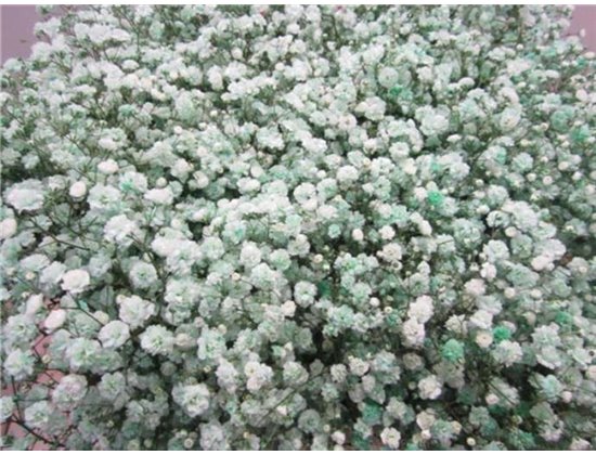 Gipsofila Dyed Green c1900