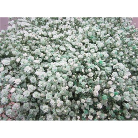 Gipsofila Dyed Green c1900
