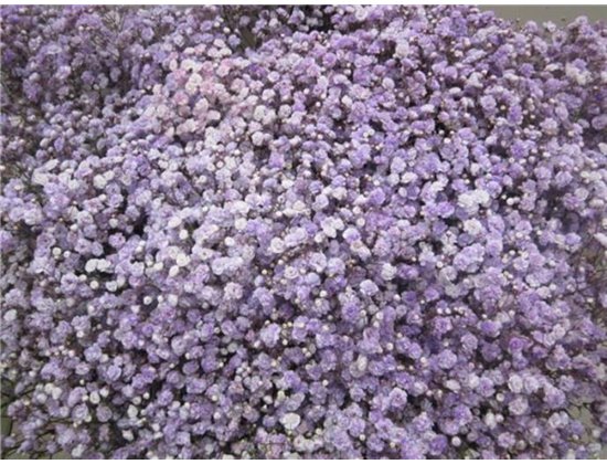 Gipsofila Dyed Milka c1906
