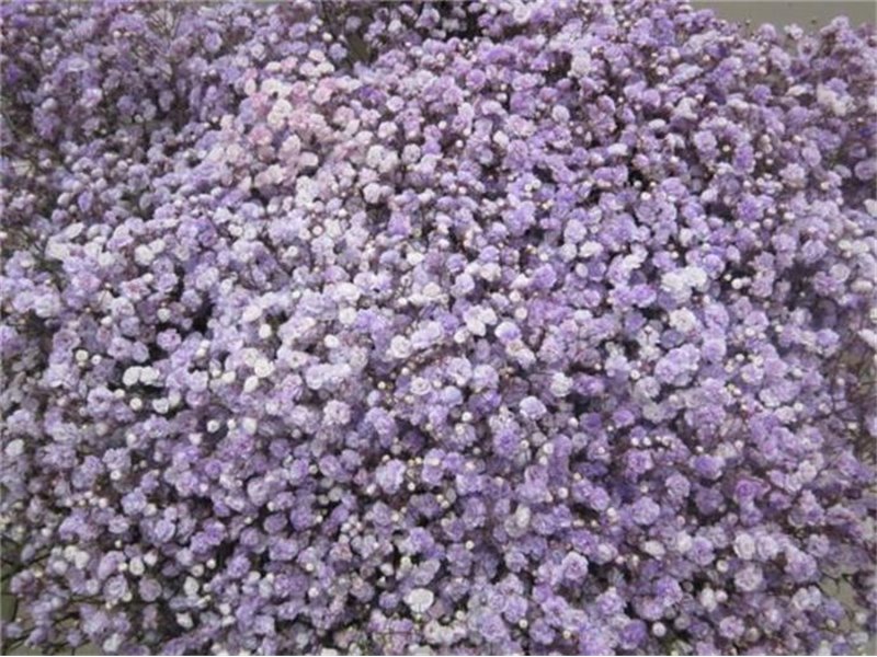 Gipsofila Dyed Milka c1906