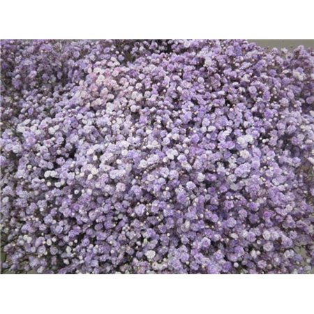 Gipsofila Dyed Milka c1906