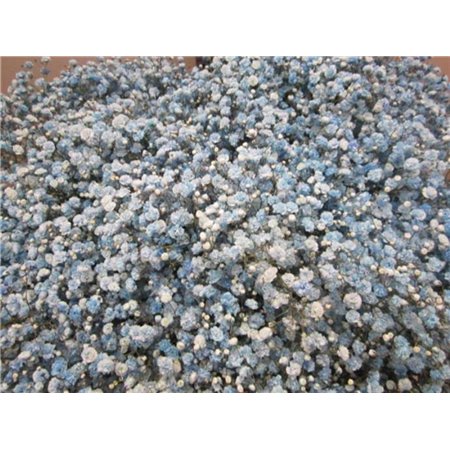 Gipsofila Dyed Pale Blue c1907
