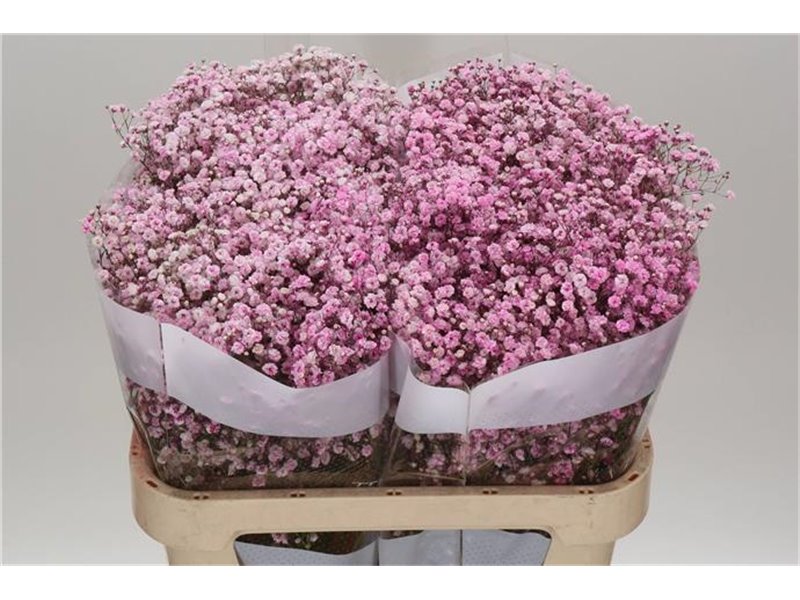Gipsofila Dyed Pale Pink c1908