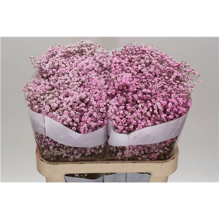 Gipsofila Dyed Pale Pink c1908