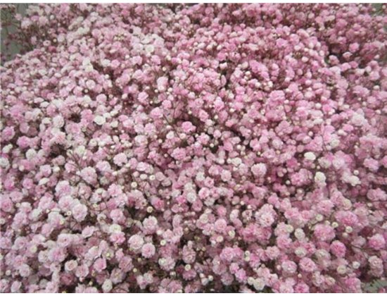 Gipsofila Dyed Rose c1912