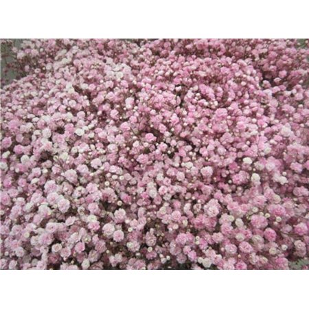 Gipsofila Dyed Rose c1912