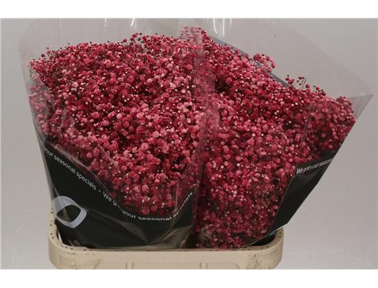 Gipsofila Dyed Wine Red c1917