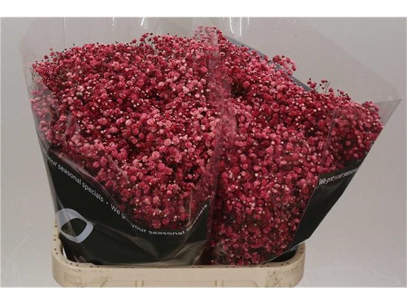 Gipsofila Dyed Wine Red c1917