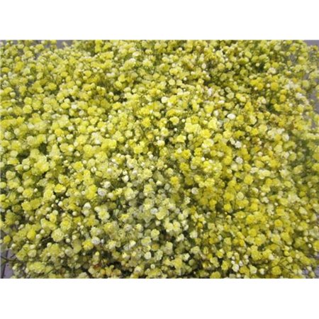 Gipsofila Dyed Yellow c1919