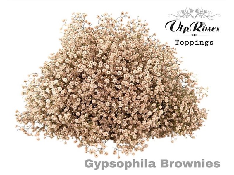 Gipsofila Pa Brownies c1938