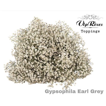Gipsofila Pa Earl Grey c1942
