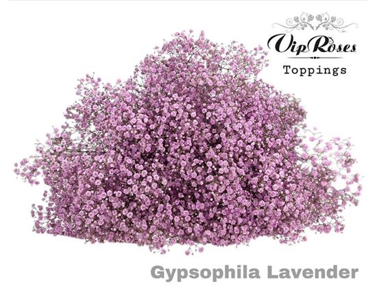 Gipsofila Pa Lavender c1946