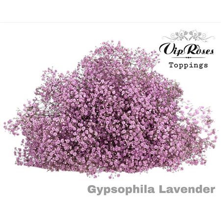 Gipsofila Pa Lavender c1946