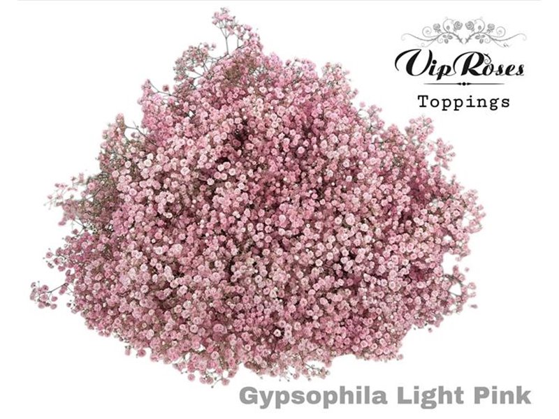 Gipsofila Pa Light Pink c1947