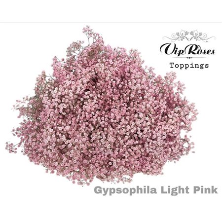 Gipsofila Pa Light Pink c1947