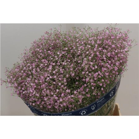 Gipsofila Pa My Pink c1955