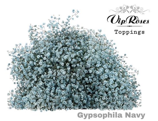 Gipsofila Pa Navy c1956