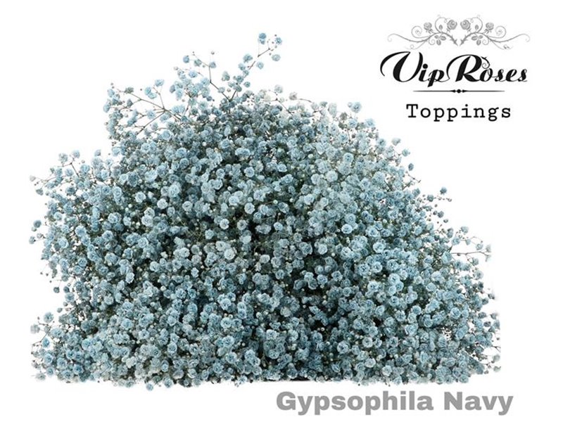 Gipsofila Pa Navy c1956