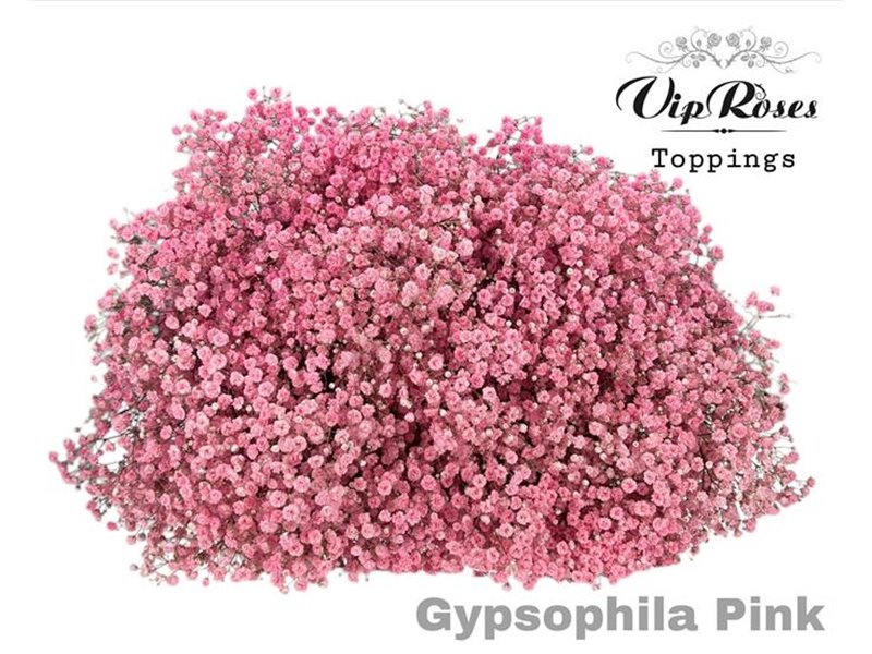 Gipsofila Pa Pink c1957