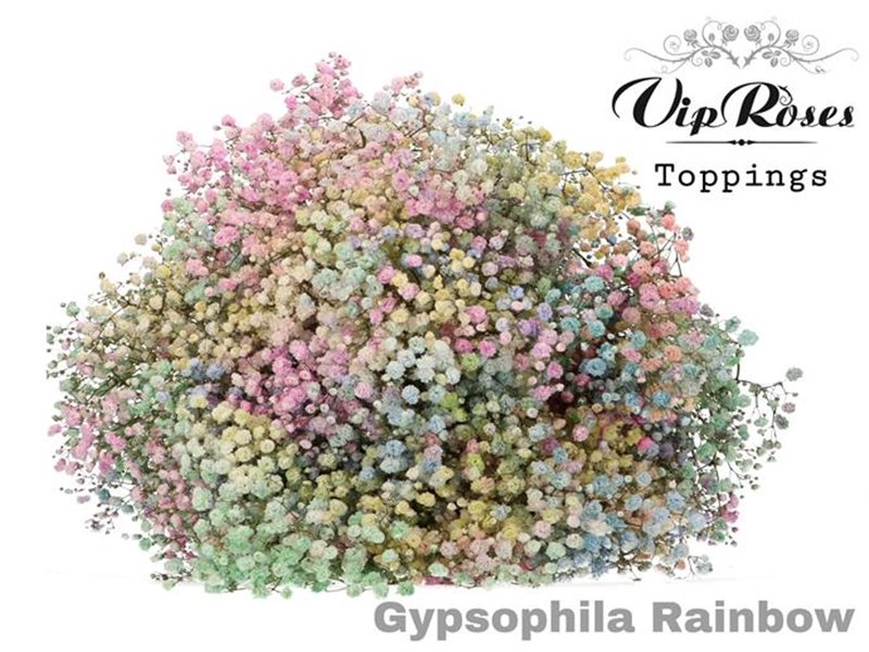 Gipsofila Pa Rainbow Pastel c1958