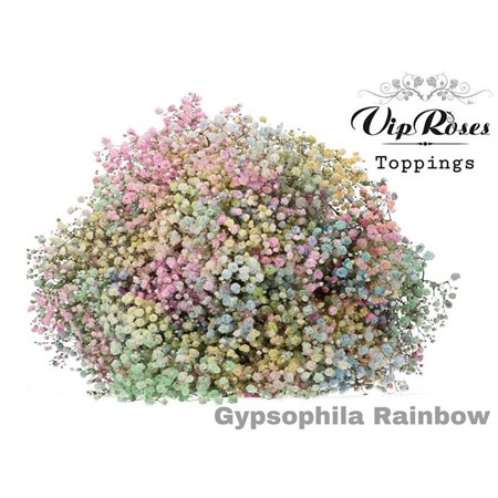 Gipsofila Pa Rainbow Pastel c1958